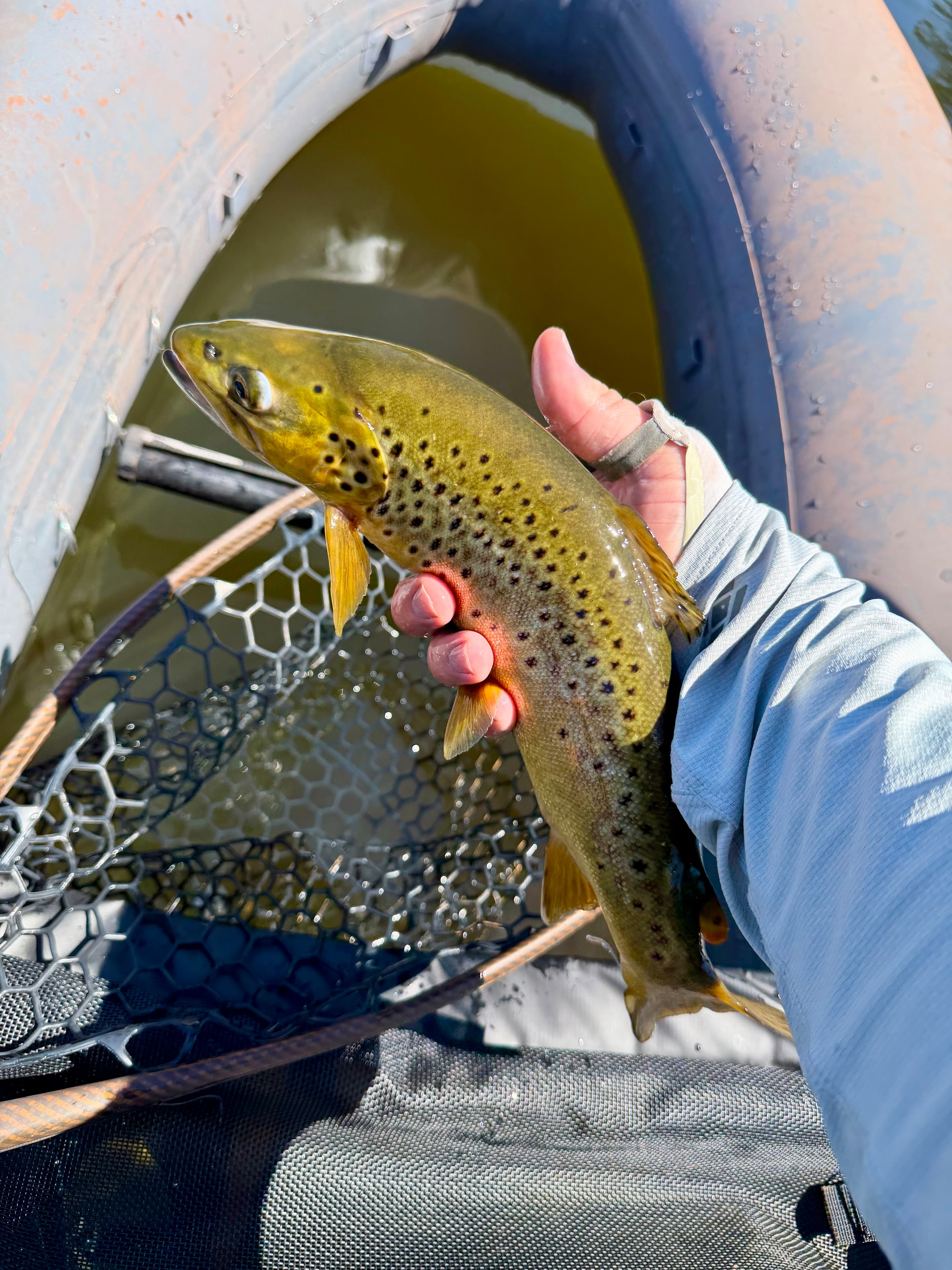 Angler holding a brown trout over a float tube net on the water