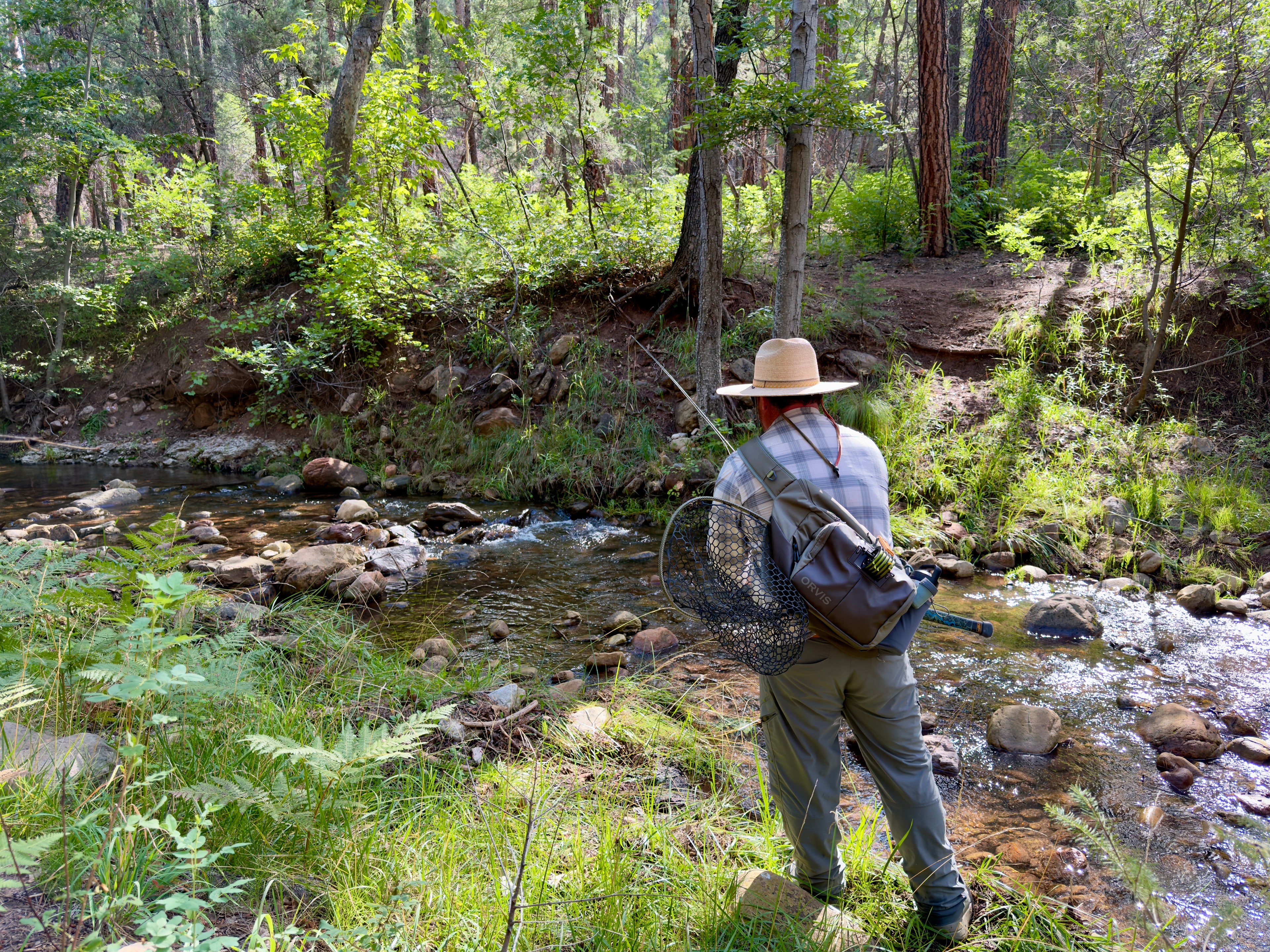 Fly angler with Orvis pack and net approaching a rocky Arizona mountain creek through lush pine forest