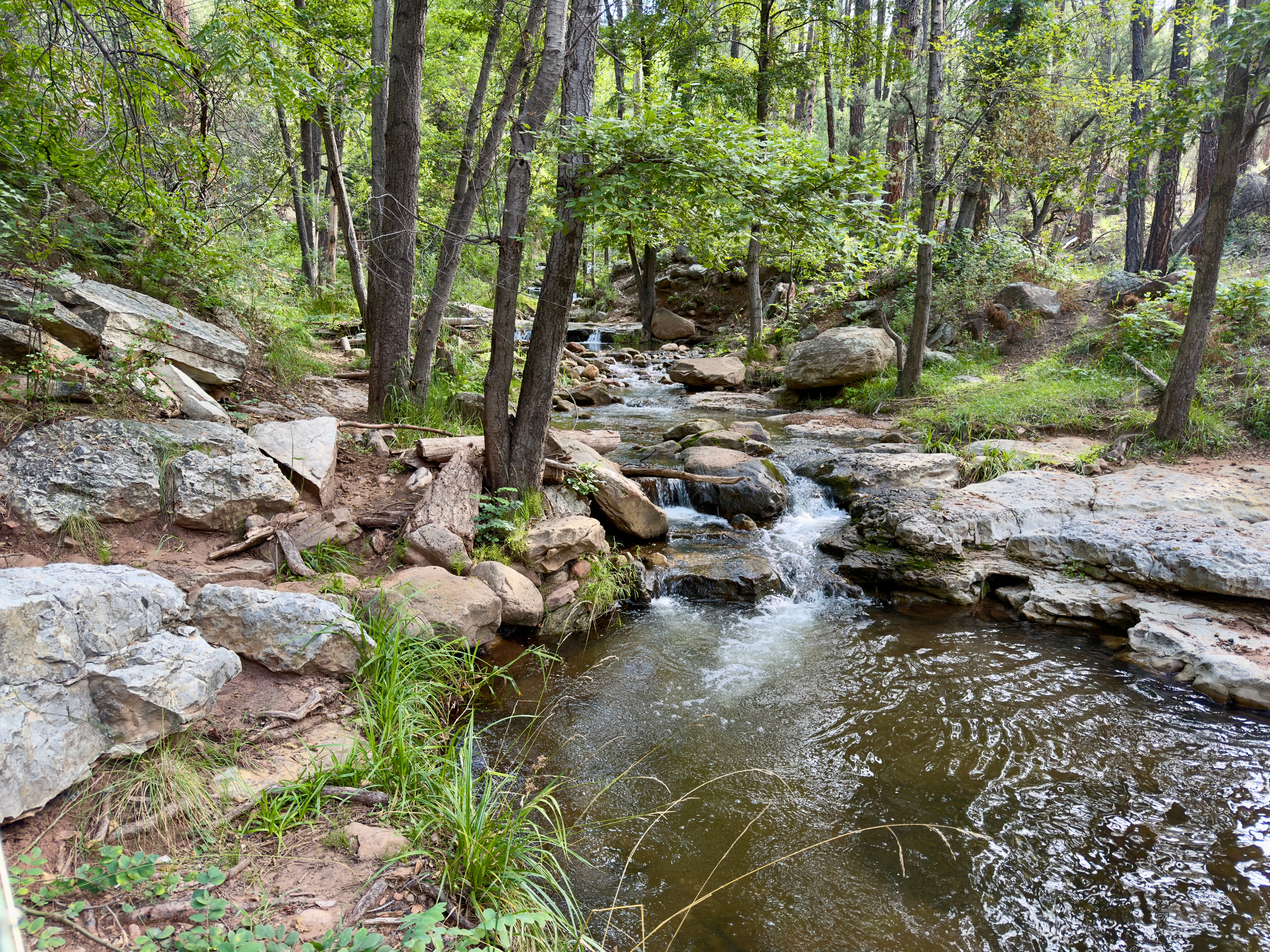 Clear mountain stream cascading over boulders through a forested Arizona canyon