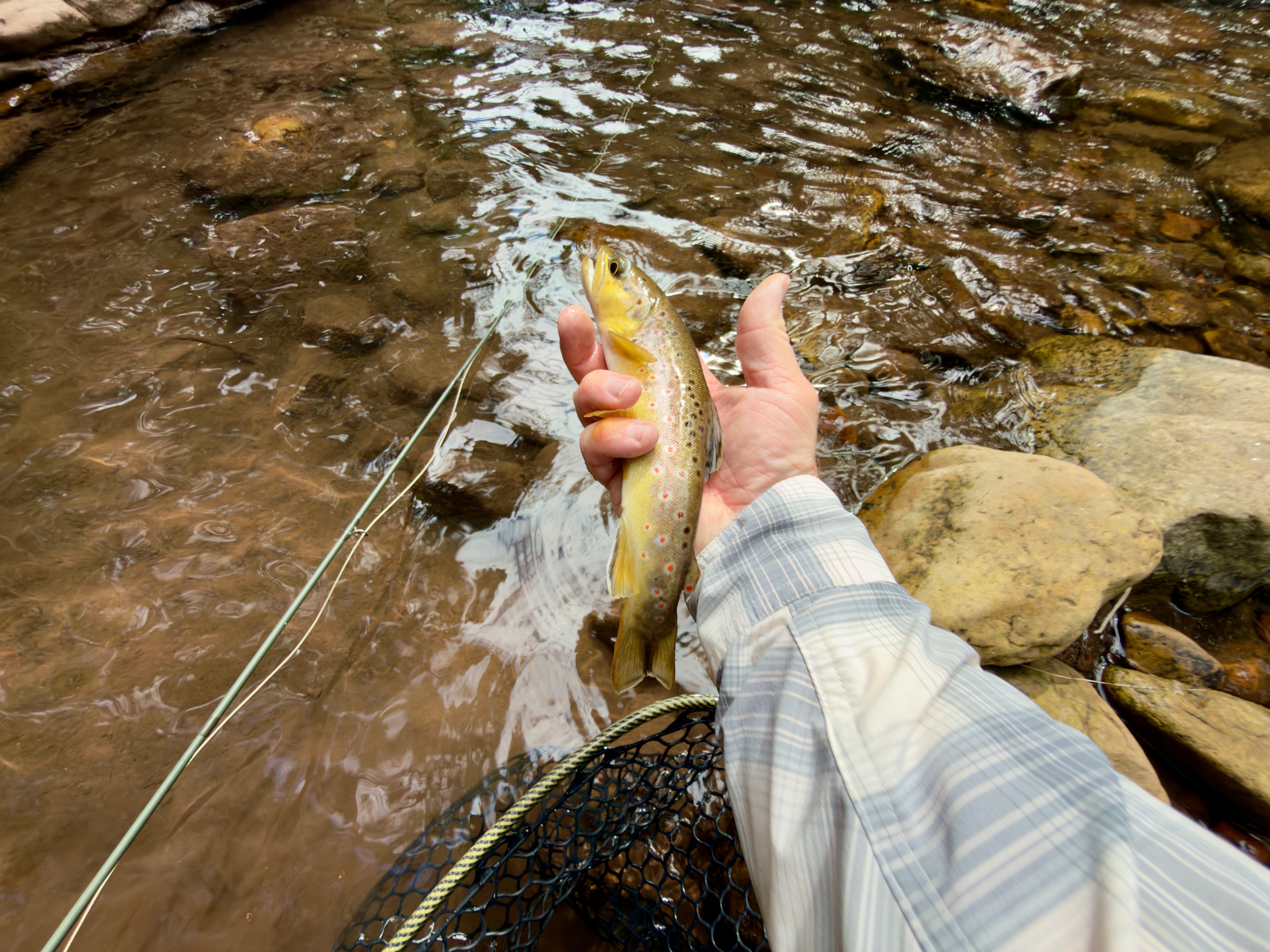 Angler holding a golden brown trout streamside over a net with fly line visible in a rocky Arizona creek