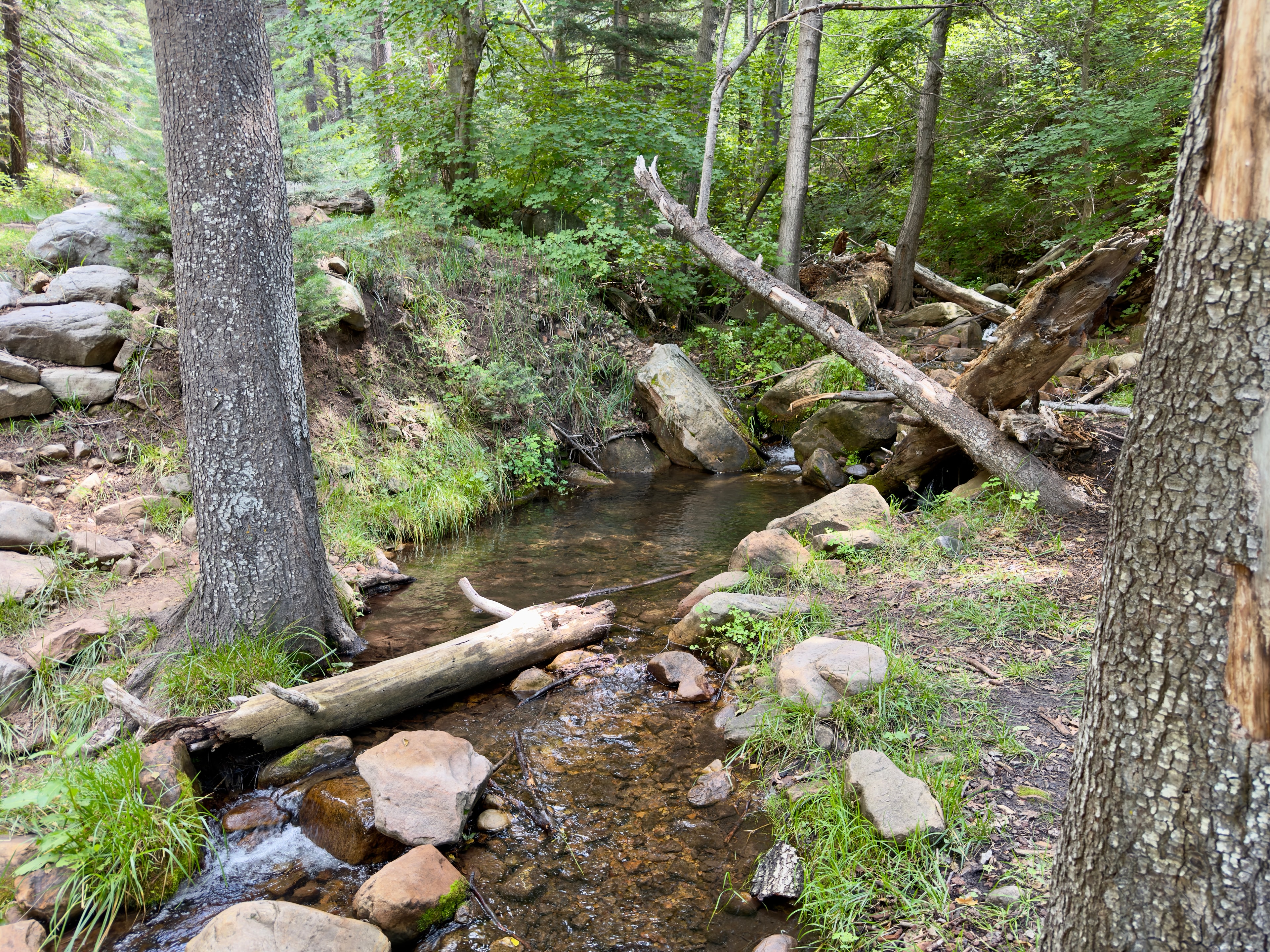 Angler releasing trout back into river
